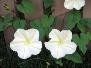 fiori di mattina di sera ipomoea alba