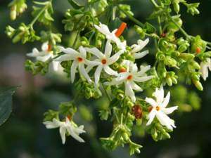 fiori di mattina di sera Nyctanthes arbor-tristis