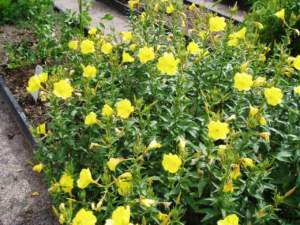 fiori di mattina di sera oenothera biennis