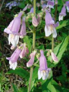 Penstemon canescens