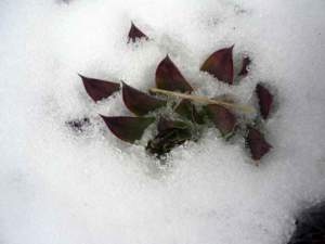 Sempervivum neve