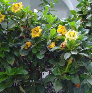 fiori tropicali solandra