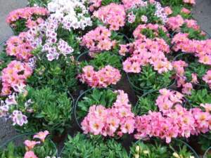 alstroemeria