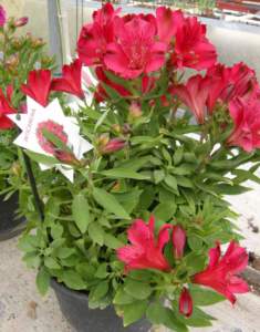 alstroemeria rossa intichancha