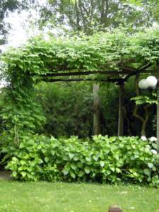 ombra gazebo bignonia