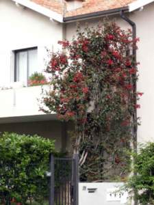 buganvillea ad albero