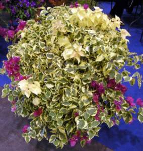 buganvillea foglia variegata