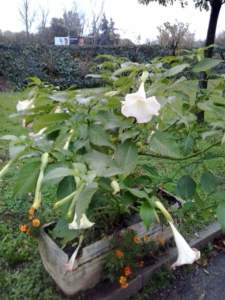fiori di mattina di sera brugmansia