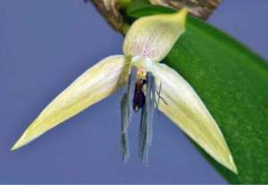 fiori di mattina di sera bulbophyllum nocturnum