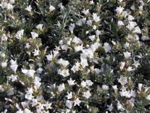 fiori di mattina di sera convolvulus cneorum