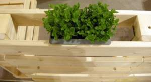 ecosostenibilità; pallet con pianta di menta