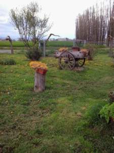 Tronco d'albero con pianta; vecchio carretto con piante; ecosostenibilità