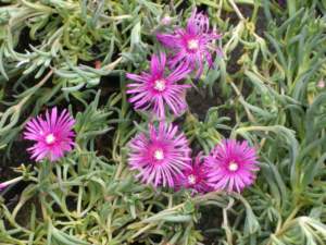 fiori di mattina di sera delosperma cooperi