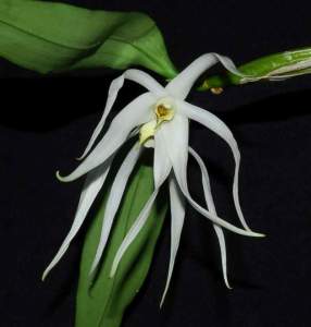 fiori di mattina di sera dendrobium amboinense