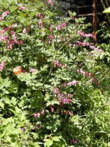 dicentra fiori rosa