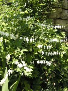 dicentra fiori bianchi
