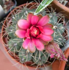 fiori di mattina di sera gymnocalycium baldianum