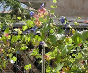 fiori di mattina di sera ipomoea richiusa