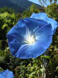 fiori di mattina di sera ipomoea tricolor