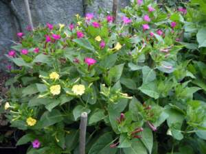 fiori di mattina di sera mirabilis jalapa