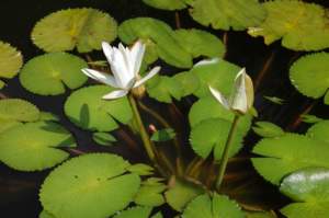 fiori di mattina di sera nymphaea lotus