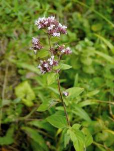 origano