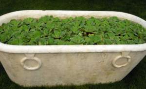ecosostenibilità vasca con pistia