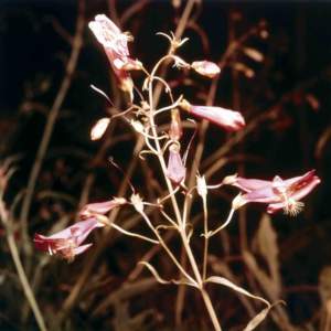 penstemon barbatus
