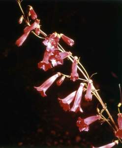 Penstemon isophyllus