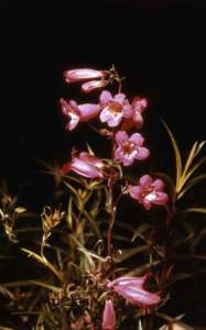 Penstemon smaltii