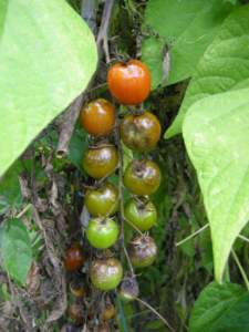 malattie fungine orto; peronospora pomodori ciliegini