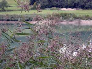 laghetto phragmites