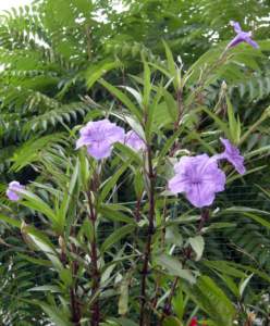 fiori di mattina di sera ruellia grandiflora