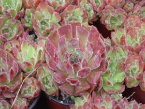 Sempervivum 'Apple Blossom'