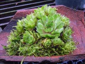 Sempervivum 'Emerald Giant'