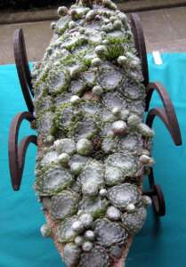 Sempervivum arachnoideum