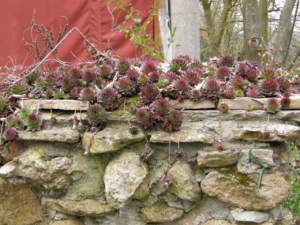 Sempervivum grandiflorum muretto