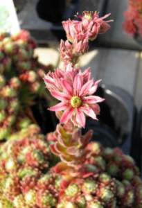 Sempervivum atlanticum