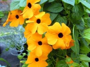 fiori tropicali; Thunbergia alata fiori