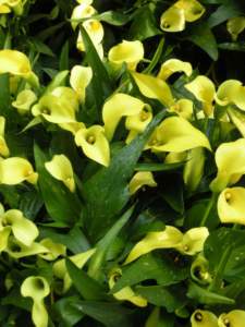 calla gialla