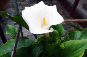 calla bianca