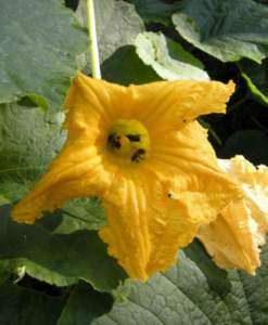 fiori di mattina di sera zucchino