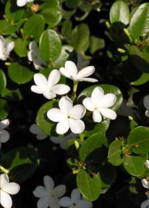 Apocynacee Carissa grandiflora