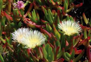 lampedusa carpobrotus