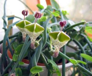 Apocynacee Ceropegia haygarthii