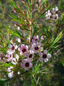 piante australiane chamelaucium