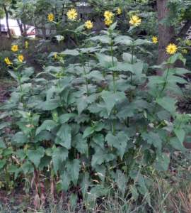 piante gigantesche Silphium perfoliatum