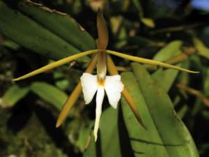 fiori sera Epidendrum nocturnum