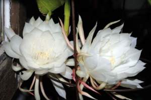 fiori sera Epiphyllum oxypetalum