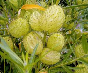 Apocynacee Gomphocarpus fruticosus